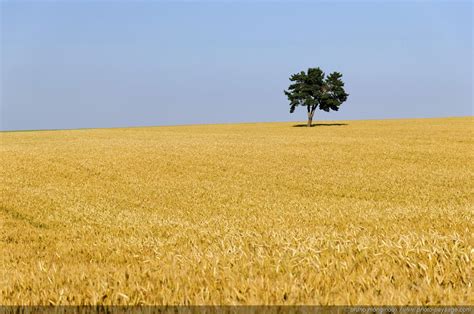 Champs Sports Pub Updated April 2025 124 Photos 290 Reviews