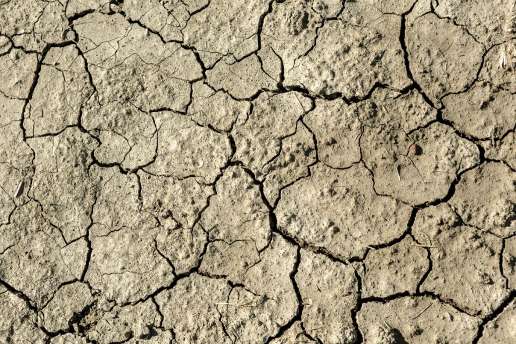 How To Plant Grass Seed On Hard Dirt Ultimate Guide