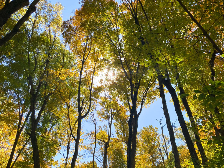 Indy Sports Park Map: Navigate Your Next Adventure