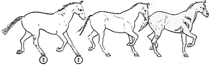 The Trotting Breeds Equine Sports Council