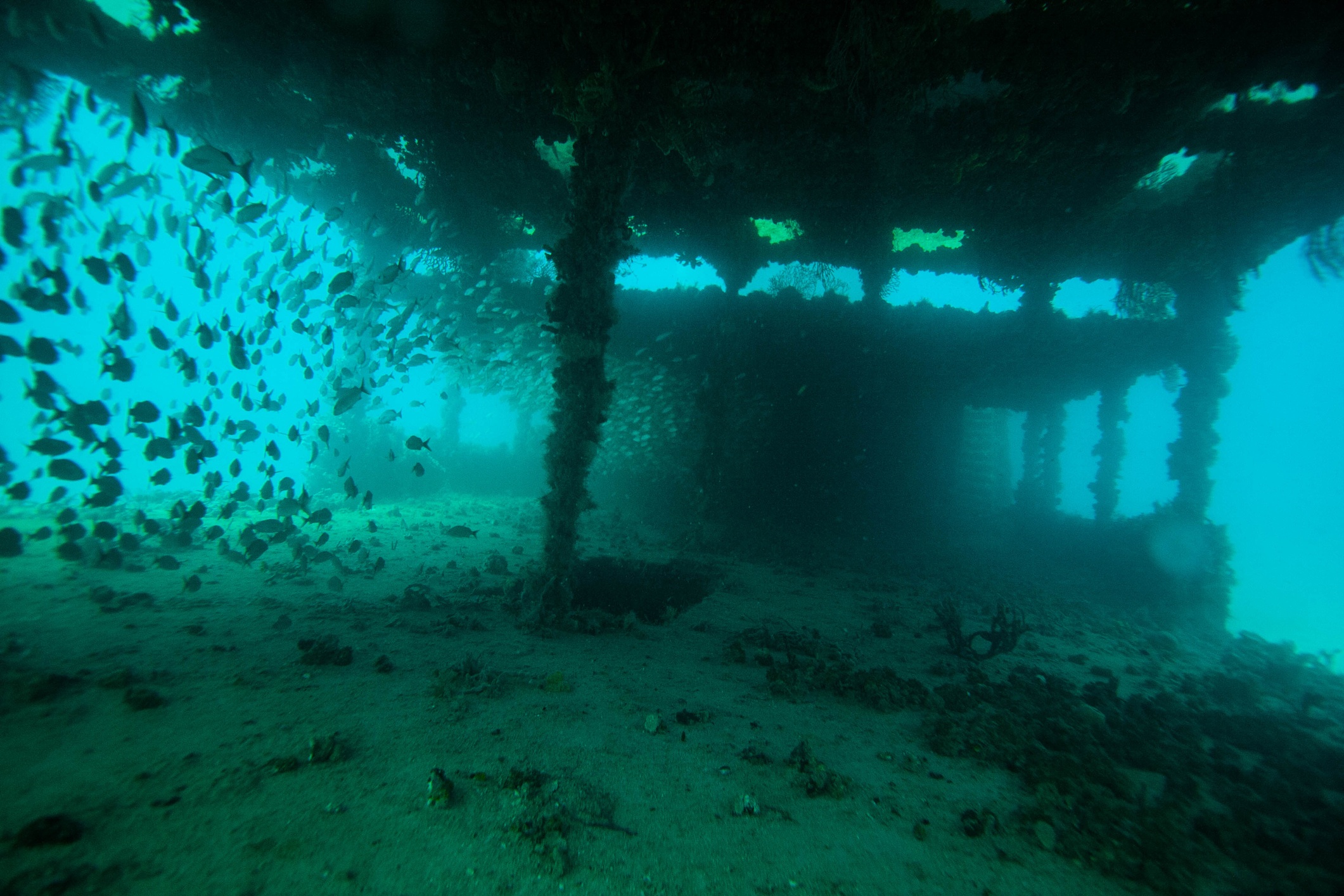 The Ultimate Guide To Diving In Destin