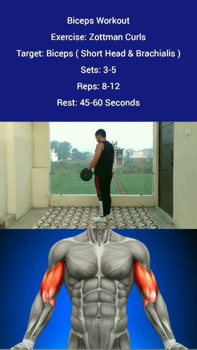 What Builds Biceps Fast Heermlgangaputra Shorts Biceps Workout
